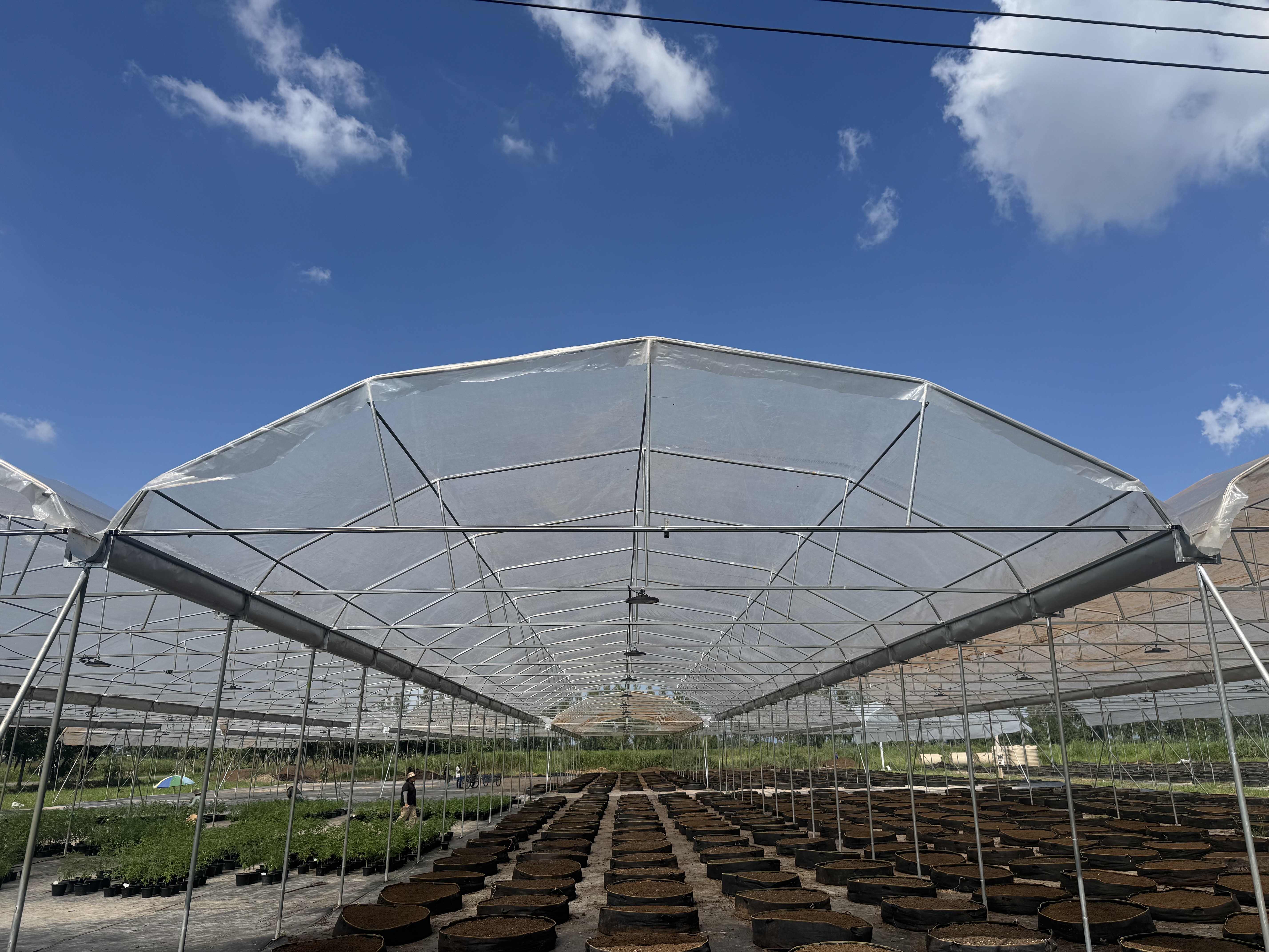 Greenhouse Thai GACP partner facility