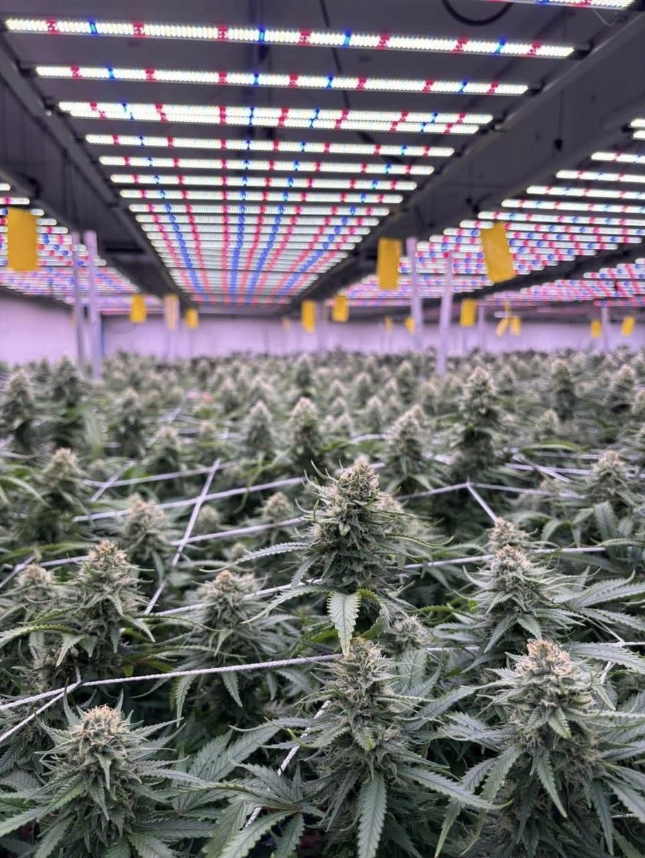 Indoor EU GACP cultivation facility