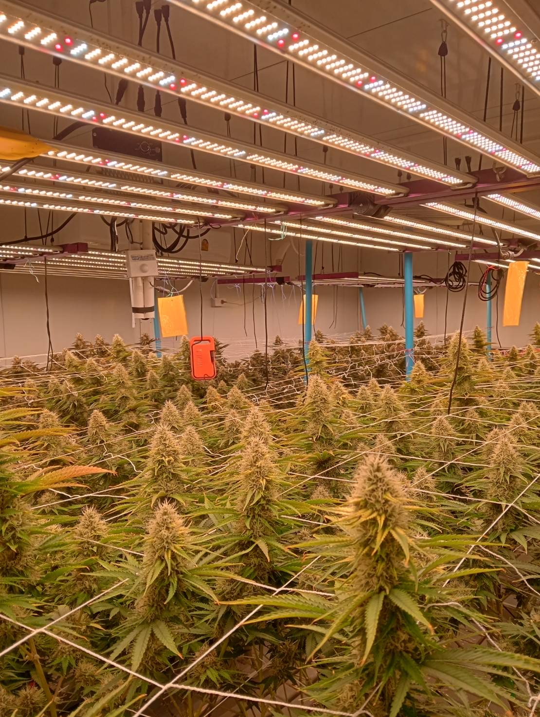 Indoor EU GACP partner facility